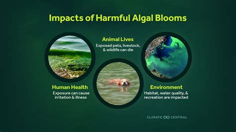 Toxic Algae Blooms in a Changing Climate | Climate Central