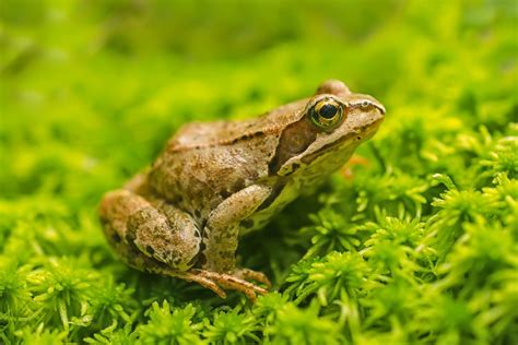 Apakah Katak Mempunyai Gigi?