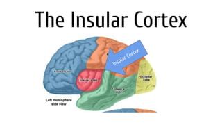 The Insular Cortex-Elodi Bodamer GOA Class | PPT