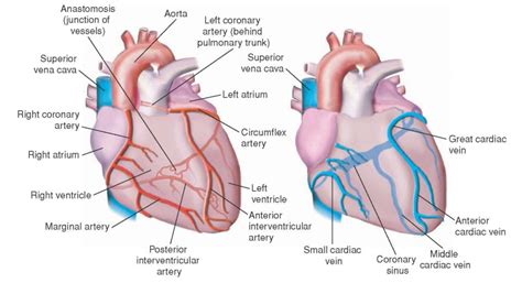 What is coronary circulation? | Socratic