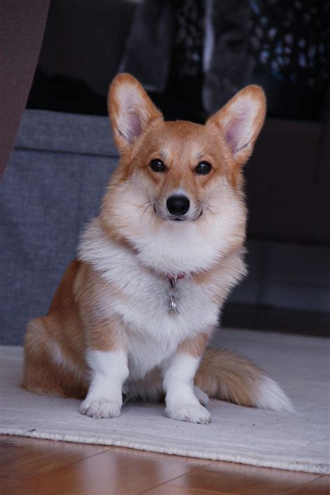 Corgi, Corgi queen, Dog lovers