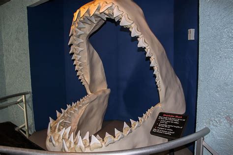 What caused the megalodon extinction?