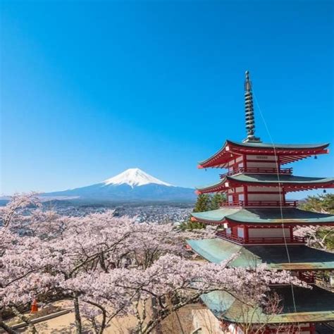 Enjoy Mt. Fuji and beautiful cherry blossom scenery at the same time!