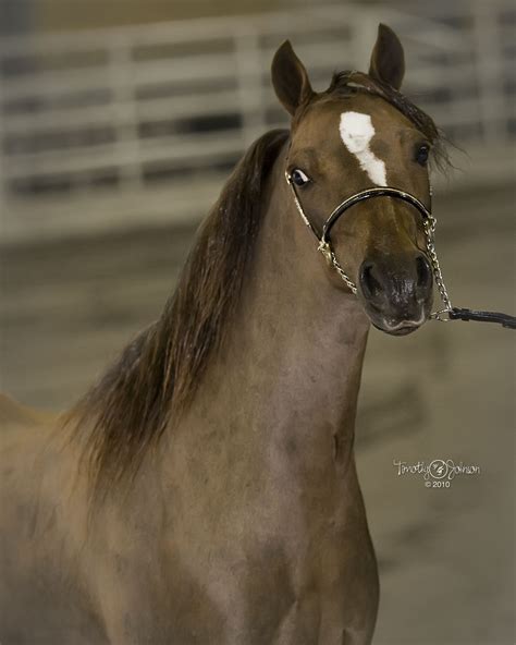 American Shetland Ponies are versatile, intelligent, easy going and an ...