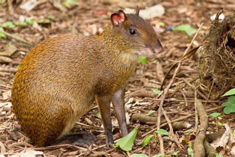 Agouti Rodent Stock Photo - Download Image Now - iStock