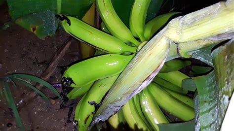 RAINY SEASON HAS BEGUN AND OUR BANANA TREE IN SOSUA, DOMINICAN REPUBLIC ...