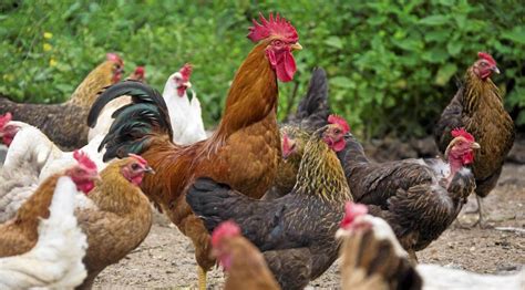 Hen vs Chicken, What Is the Difference? - Hairston Creek Farm