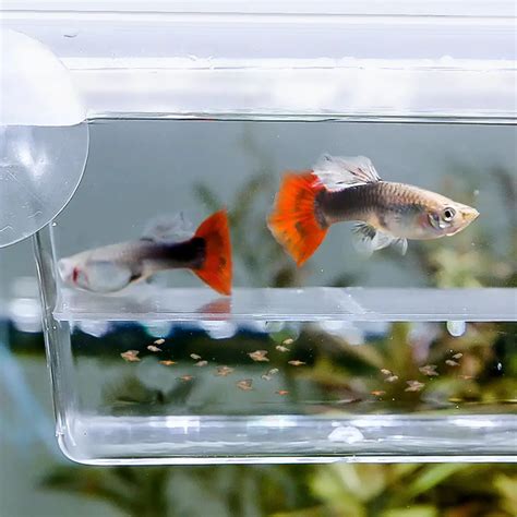 The Ultimate Guide to Fish Breeding Methods - TheAquaticGuru