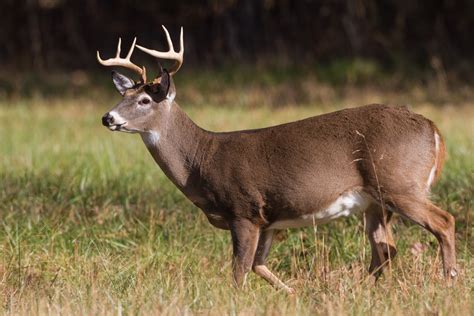 white-tailed deer | Roads End Naturalist