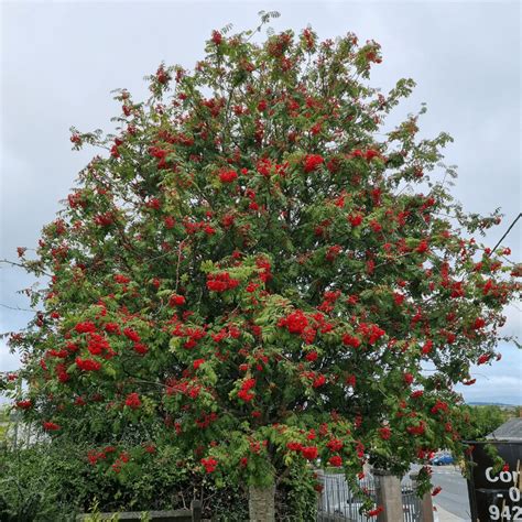 Mountain Ash Trees, Native Irish Trees For Sale Ireland