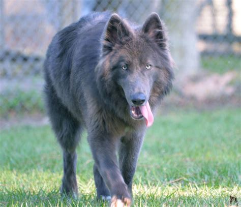 Blue Bay Shepherd … | Blue german shepherd, German shepherd dogs ...