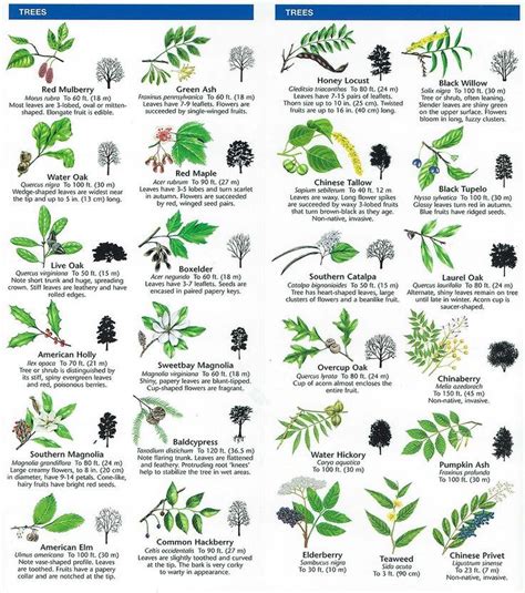 arboretum ideas for community on Pinterest | Tree Identification ...