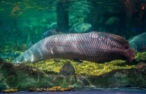 Amazon River Fish: Best Known Species - Rainforest Cruises