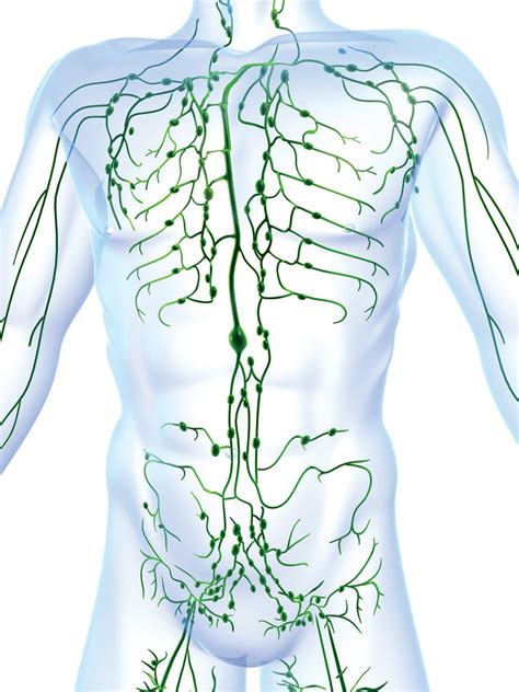 Lymphatic System Diagram And Function