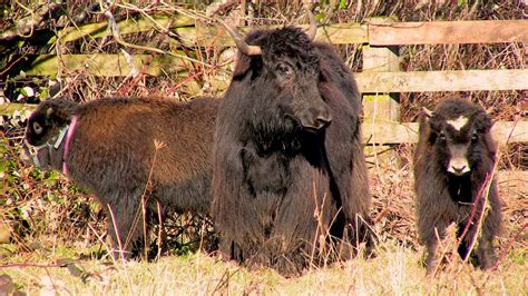 Our Yak Herd | Grass Fed Beef|Matheson Farms