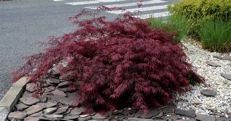 Japanese Maple Trees Dwarf Disease | Hot Sex Picture