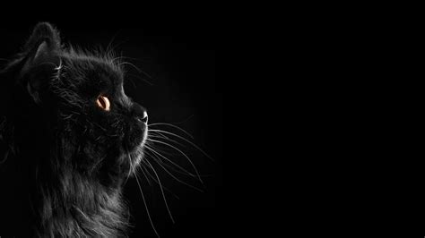 long-furred black cat #cat black cats #black #dark selective coloring ...