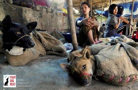 India: Fury Over Nagaland Banning Dog Meat | Fight Dog Meat