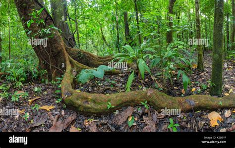 Wild cashew tree (Anacardium excelsum) with large root snaking above ...