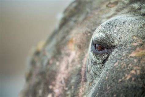 Close-up Of Walrus Eye, Hudson Bay Photograph by WorldFoto - Pixels