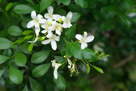 Murraya paniculata - 七里香 | Murraya paniculata, Plants, Trees to plant