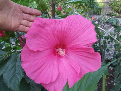 Hardy Hibiscus Seeds PINK CLOUD Winter Hardy Perennial