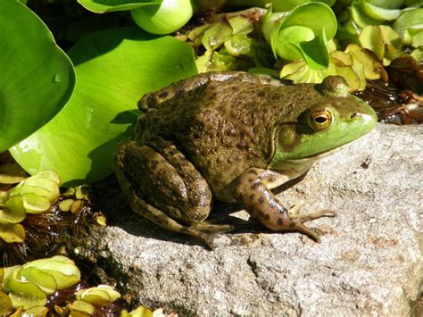 American Bullfrog (Eldorado National Forest Invasive Species ...