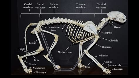 Cat skeleton: overview | Atlas of Comparative Vertebrate Anatomy | Cat ...