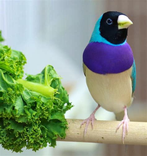 Breeding the blue Gouldian finch - Aviculture Hub