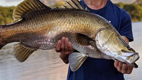 Barramundi caught in freshwater side of Aplins Weir | The Advertiser