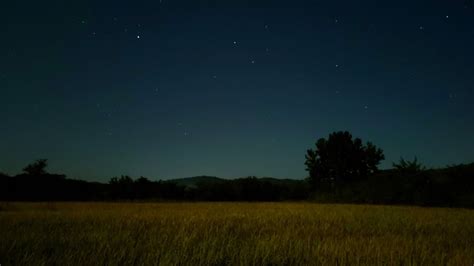 Sound of Forest at Night, crickets, insects / Nature Night Sounds for ...