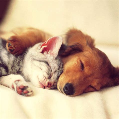 List Of Kittens And Puppies Cuddling References - Artify