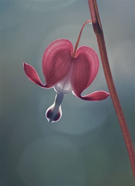 Dicentra spectabilis on Behance