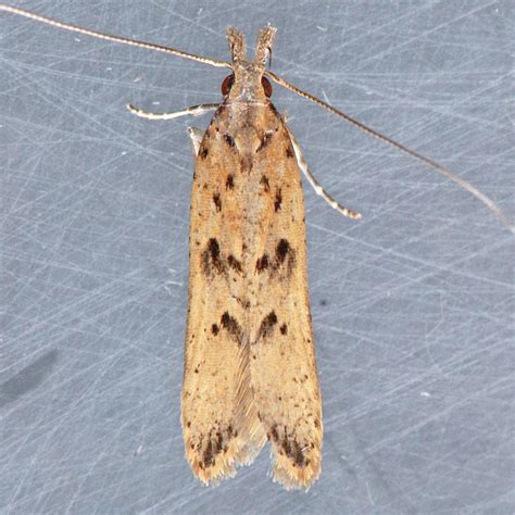 2281 Palmerworm Moth - Dichomeris ligulella photo - Mark Dreiling ...