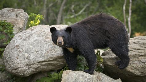 Black bears already on the move in WNC