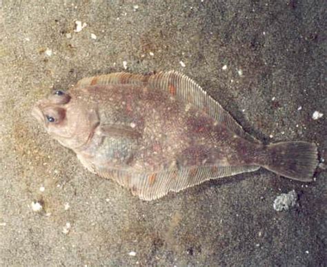 Pacific sanddab - Wikipedia