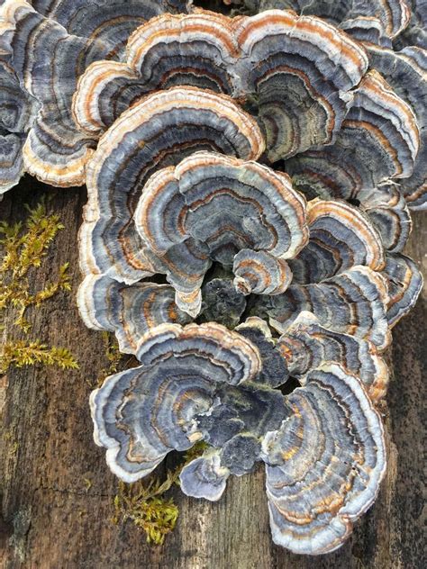 Fall Fungi, Blacklick Woods Nature Center, Whitehall, October 29 2023 ...