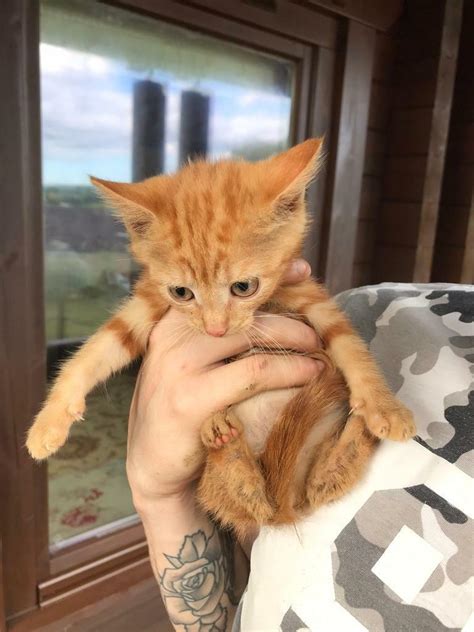 Ginger kittens for sale | in Swansea | Gumtree