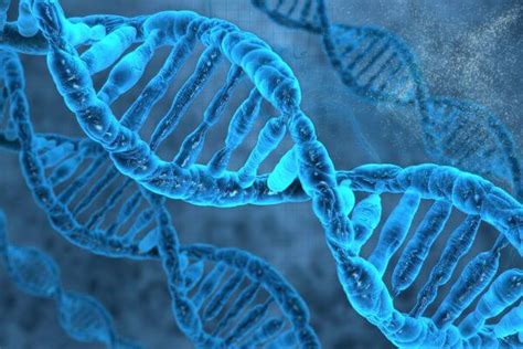 DNA Structure | Biology Dictionary