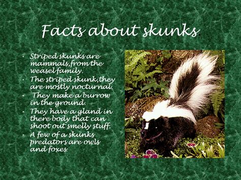 50 Unbelievable Interesting Facts About Skunks You Must Know - 2023