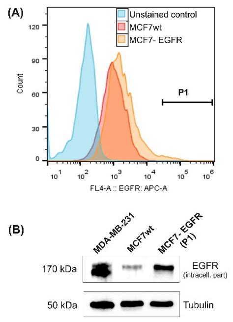 IJMS | Free Full-Text | EGFR Transgene Stimulates Spontaneous Formation ...