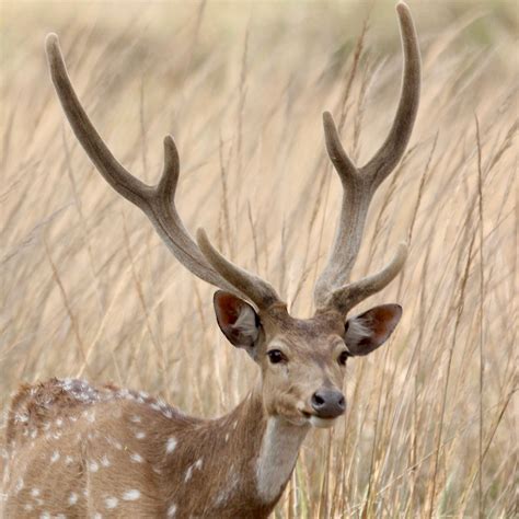 Antlers | Chital stags at Kanha Tiger Reserve. April 2019. | Kandukuru ...