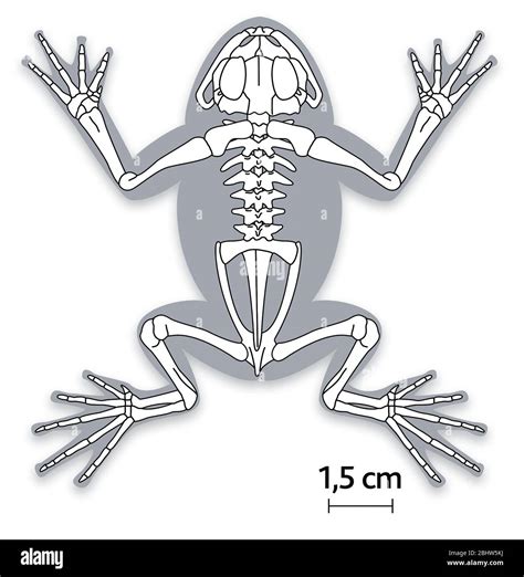 Frog Skeleton Sticker | ubicaciondepersonas.cdmx.gob.mx