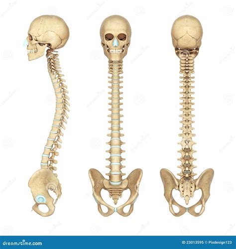 Human Skeleton Spine Diagram