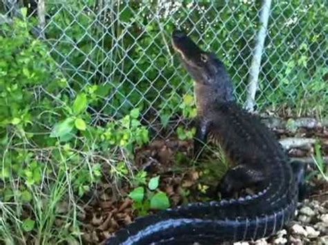 Ninja Gator! Alligator climbs fence. - YouTube