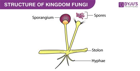 Kingdom Fungi- Structure, Characteristics & Classification Of Fungi