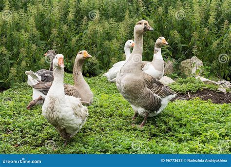 Domestic Geese on Village Goose Farm Stock Image - Image of poultry ...