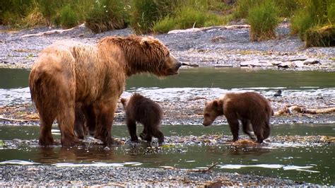 A Mother Kodiak Bear And Her Cubs Fishing In A Creek #Bear - YouTube