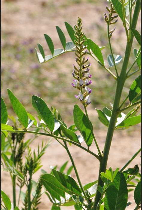 Licorice Plant Seeds | Etsy