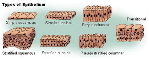 Cuboidal Epithelial Tissue Diagram